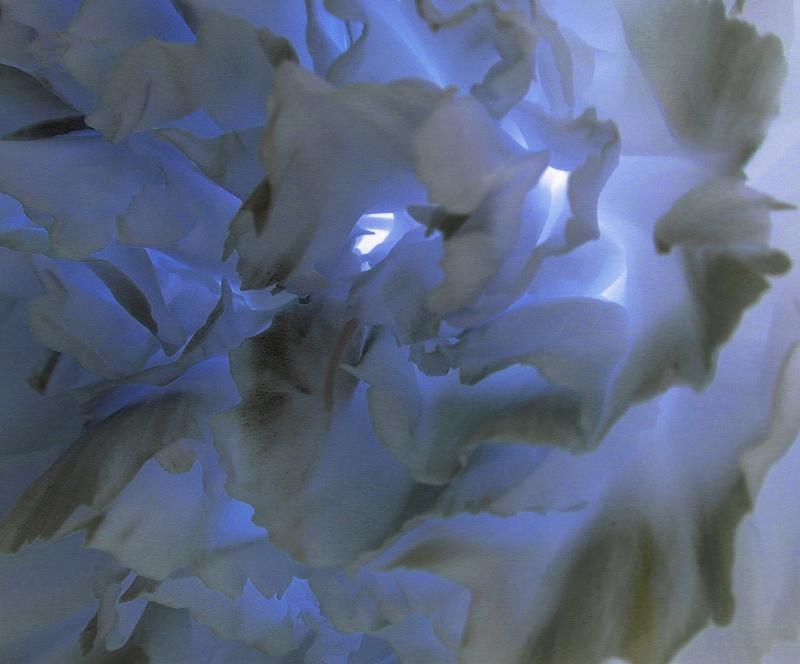 Free Stock Photo: Abstract background made from extreme close up view of carnation lit in the middle by blue light