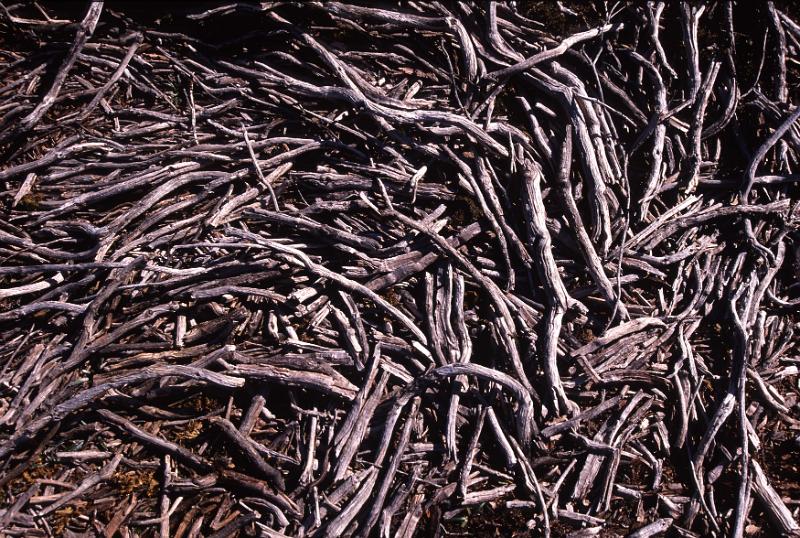 Free Stock Photo: Conceptual background composed of dry wood piles with only thin broken branches lit by natural light