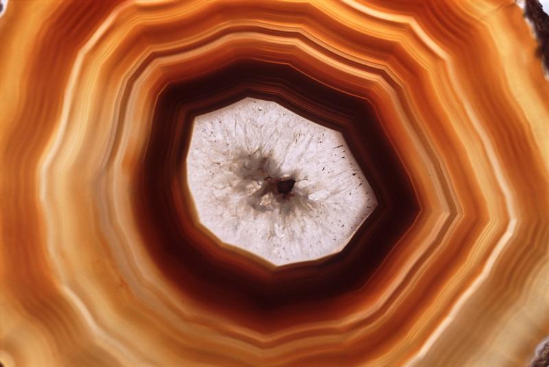 Free Stock Photo: Background with overhead view of tree rings colored orange, brown and yellow with a white middle