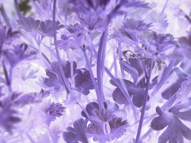 Free Stock Photo: Close up on negative exposure of parsley plant leaves and stems in purple with copy space