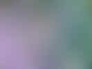 background02024a.jpg (121382 bytes)