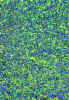 backgroundbluegreenfull.jpg (790257 bytes)