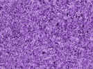 backgroundpurple.jpg (338858 bytes)