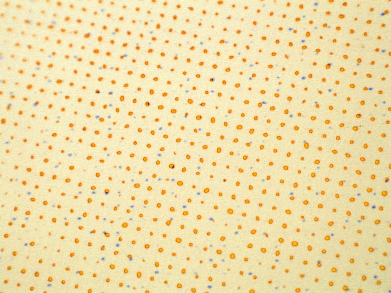 Free Stock Photo: Extreme close up on yellow halftone dots with slight variance of radius as full frame abstract background