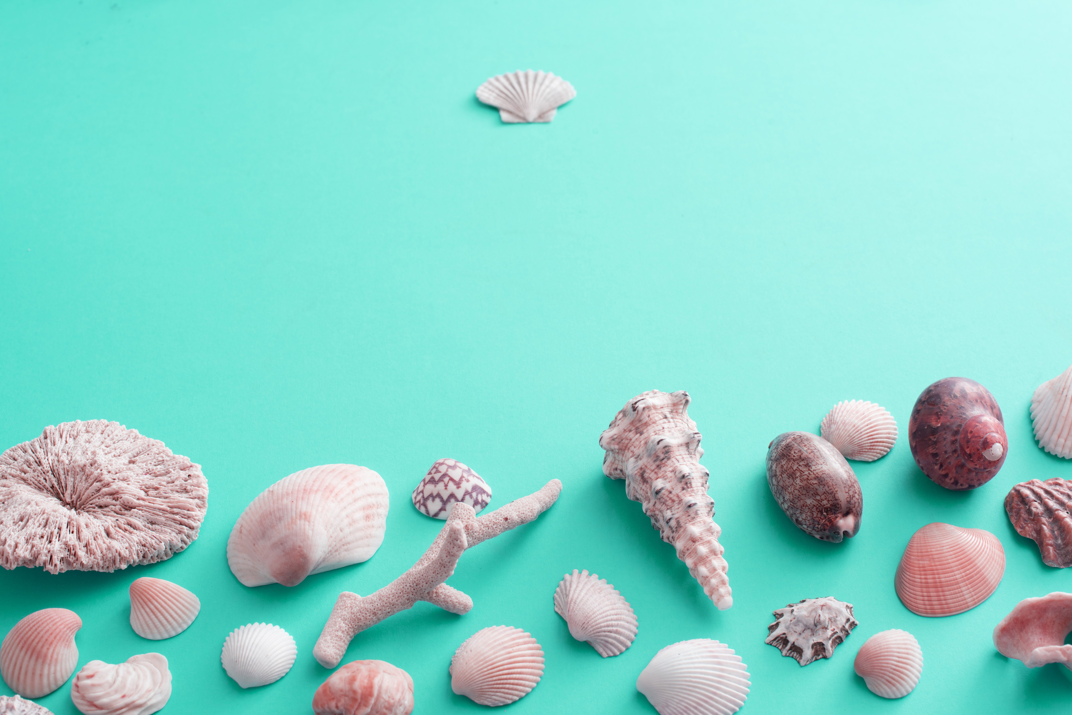 blue seashell wallpaper