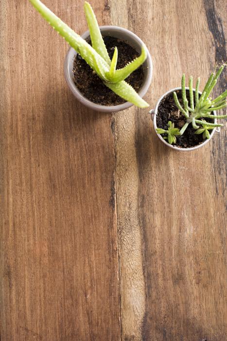 Free Stock Photo: Small potted green succulent plants on a wooden background with copy space viewed top down