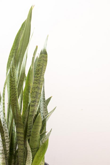 Free Stock Photo: Sansevieria trifasciata plant with variegated leaves, also known as the snake plant or Mother in Laws Tongue, over a white background with copy space