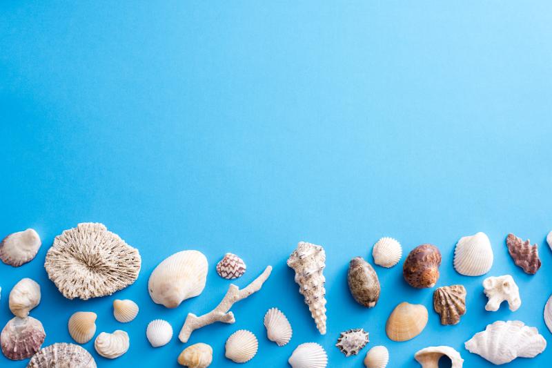 Free Stock Photo: Lower border of assorted seashells and pieces of coral on a blue background for marine or nautical themed concepts or a seaside vacation