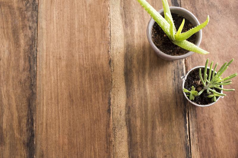 Free Stock Photo: Two small potted succulents on a wooden background viewed top down with copy space