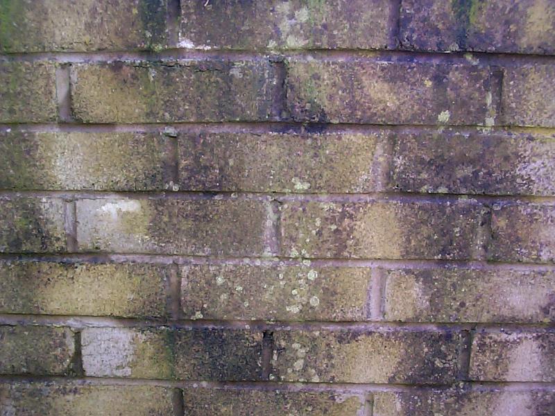 Free Stock Photo: Weathered brick and mortar wall partially covered with mildew, moss, lichen and stains with copy space