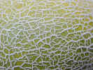 backgroundmellonskin0724.jpg (702798 bytes)