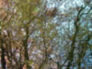 backgroundnature01834.jpg (358655 bytes)
