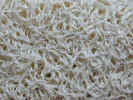loofamacro0008.jpg (642559 bytes)