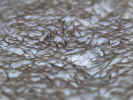 loofamacro0009.jpg (439031 bytes)