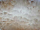 muschroommacro0728.jpg (531895 bytes)