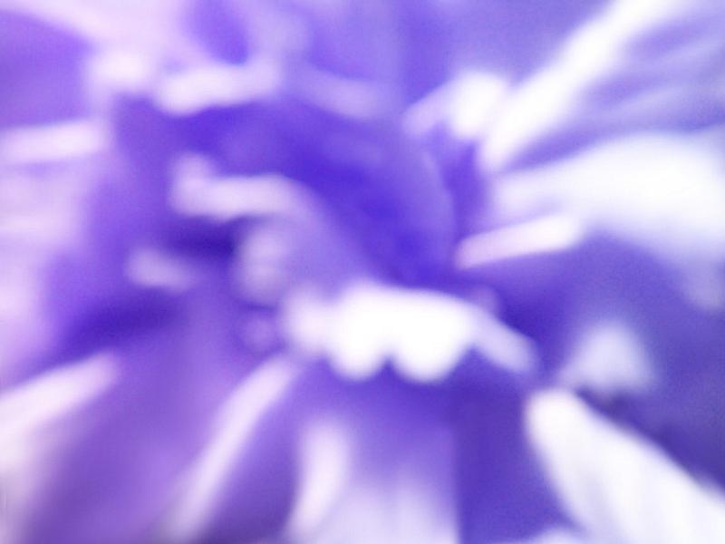 Free Stock Photo: Blurred soft focus blue flower background with a close up macro of the petals in a full frame view