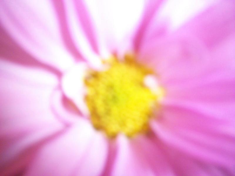 Free Stock Photo: Soft blurred full frame background of a pink flower with yellow centre for a nature or eco themed concept