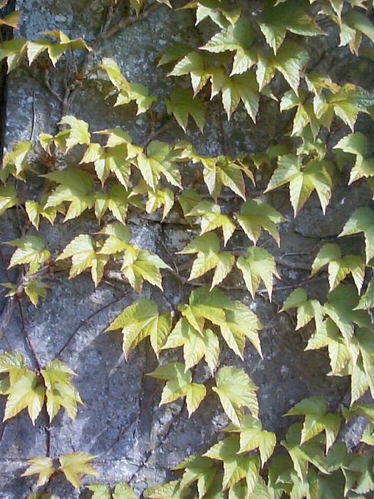 Free Stock Photo: Full Frame background of the green leaves of a Virginia creeper growing on an exterior wall