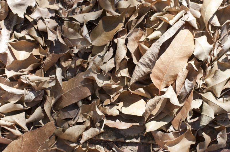 Free Stock Photo: Full frame of various dried tree leaves as background with copy space for autumn season theme