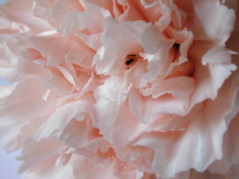 Free Stock Photo: Macro of the petals of a pink carnation flower showing their delicate structure in a full frame view