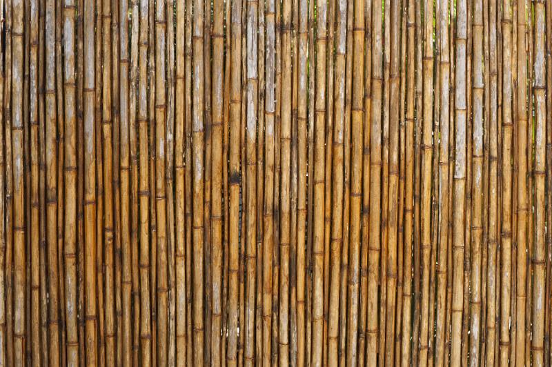 Free Stock Photo: Tropical nature theme full frame background of tall bamboo reed fence with copy space