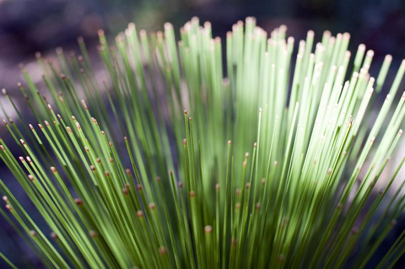 Free Stock Photo: Rays of green spikes from plant with scattered light and shadows over the surface