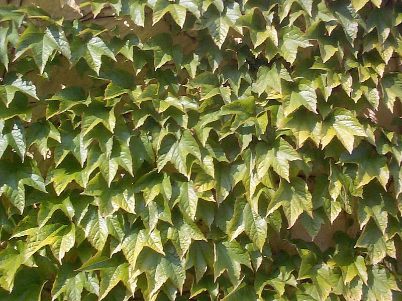 Free Stock Photo: Full frame background of green ivy vines for summer nature concept with copy space