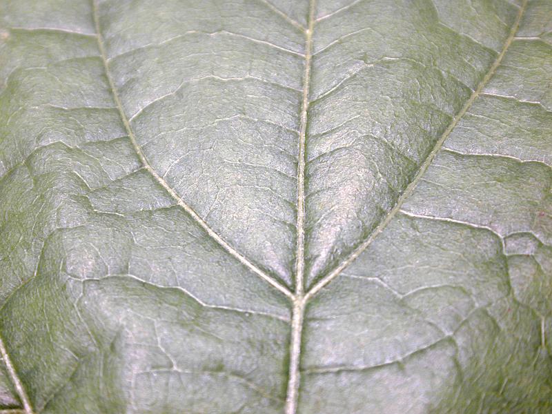 Free Stock Photo: Top down macro detail view on veins in dark green plant leaf with bright highlights