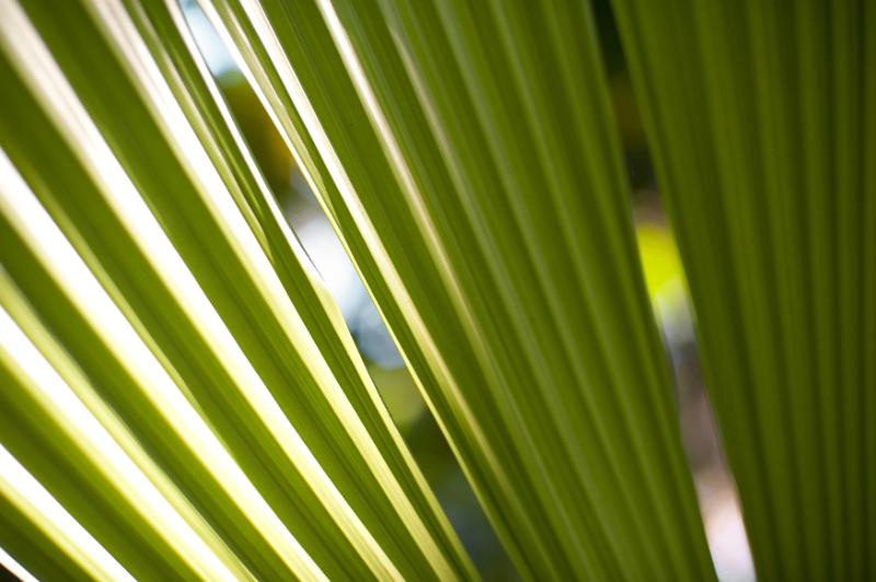 Free Stock Photo: Shadows on strands of large green palm leaves in focus for concept about rain forest or tropical plants