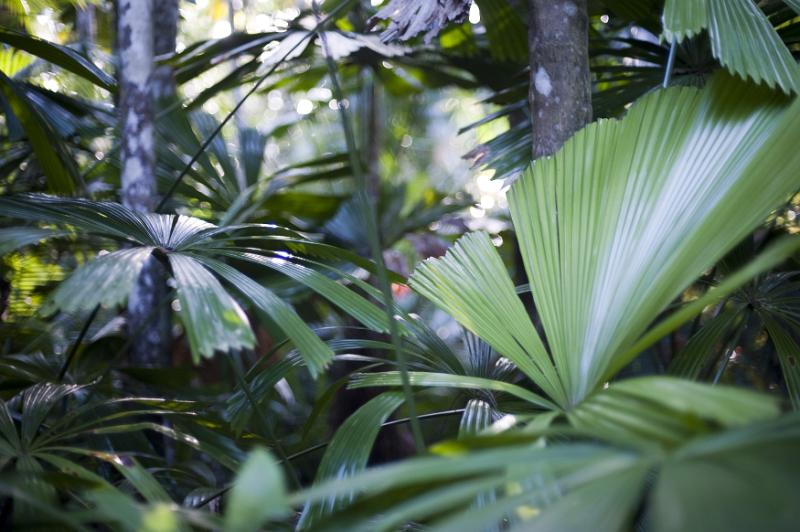 Free Stock Photo: Rainforest vegetation background with lush green ferns and palm fronds surrounding the trunks of trees