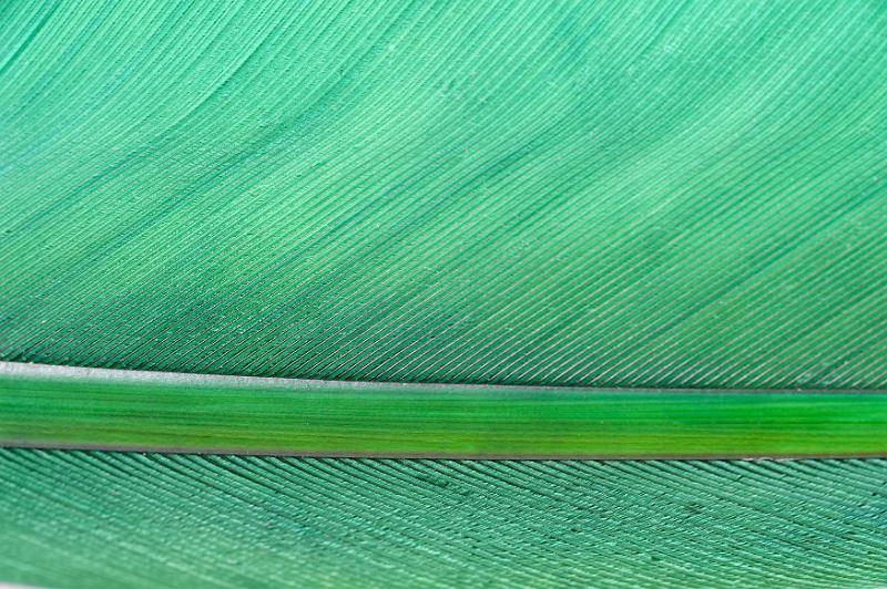Free Stock Photo: Close up macro of a green feather showing the shaft and vanes in a decorative background with copy space