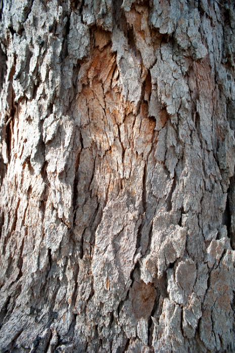 Free Stock Photo: flaking bark tree texture