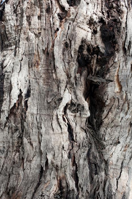 Free Stock Photo: surface of a gnarled and twisted old tree trunk