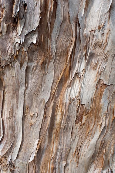 Free Stock Photo: light brown gum tree bark texture