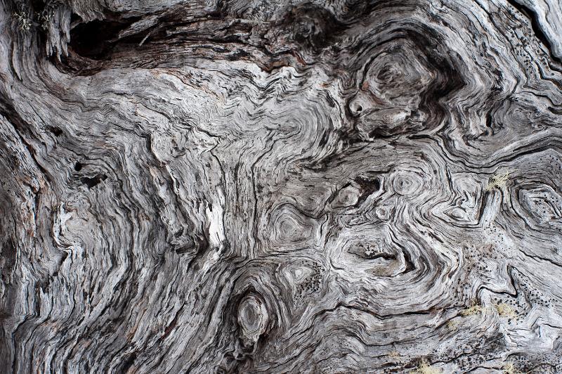 Free Stock Photo: gnarled and knotty old wood background