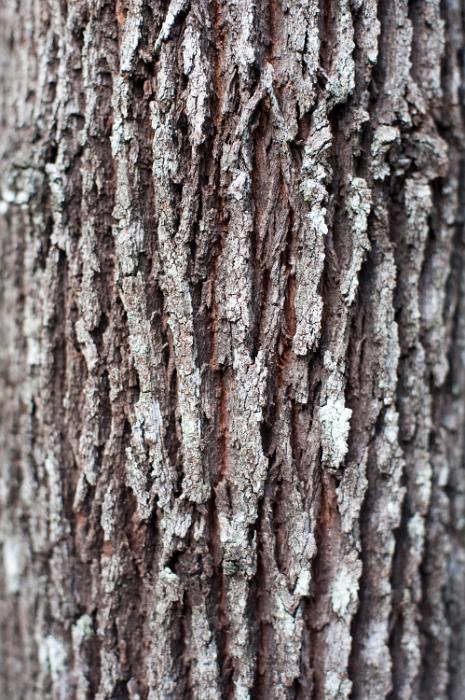 Free Stock Photo: oak tree bark surface
