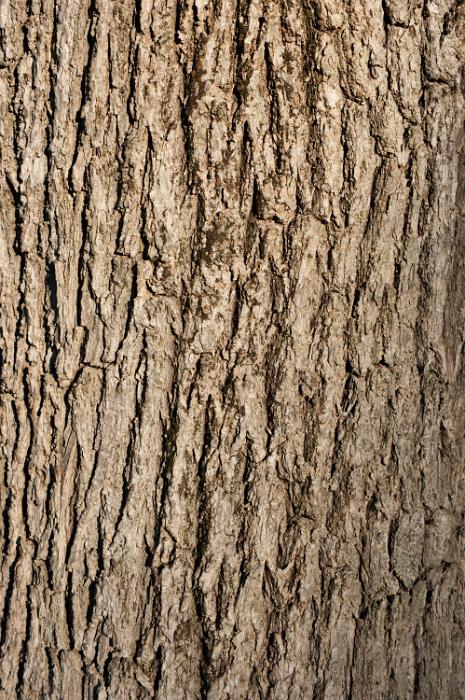 Free Stock Photo: oak tree bark surface texture