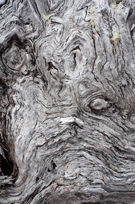 Free Stock Photo: grey old knotted wood background