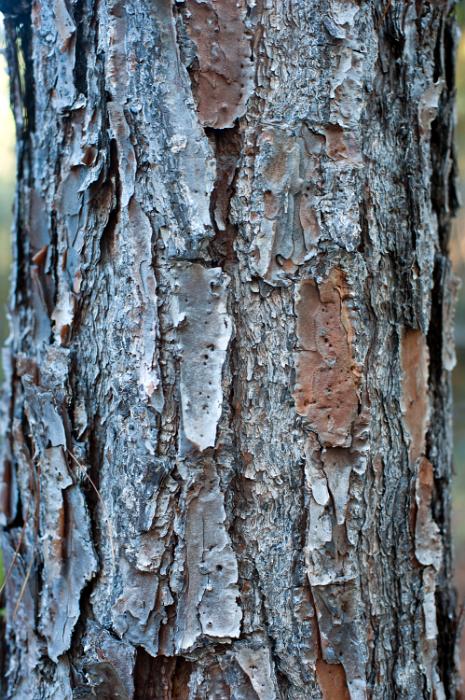 Free Stock Photo: close up on the rough surface of a tree trunk