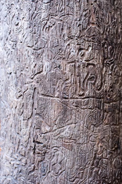 Free Stock Photo: eye catching pattern in bark on a rainforest tree