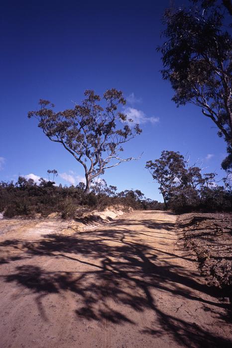 Free Stock Photo: Dirt or gravel road leading away from the camera through Aussie bush with eucalyptus or gum trees, Australia