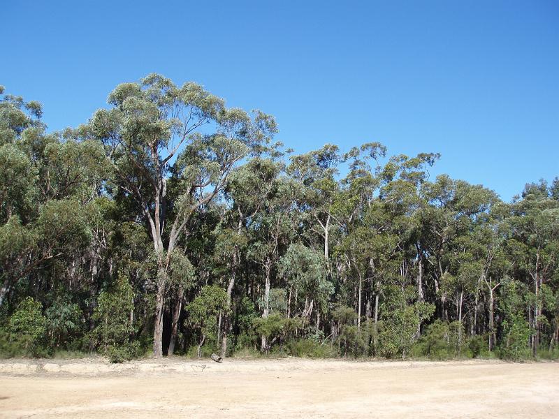 Free Stock Photo: Australian bush with a dense temperate eucalyptus or gum tree plantation in arid terrain, landscape view of nature