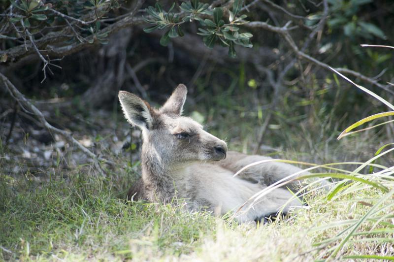 Free Stock Photo: Dozing grey kangaroo lying sunning itself in long grass in Australia, profile view