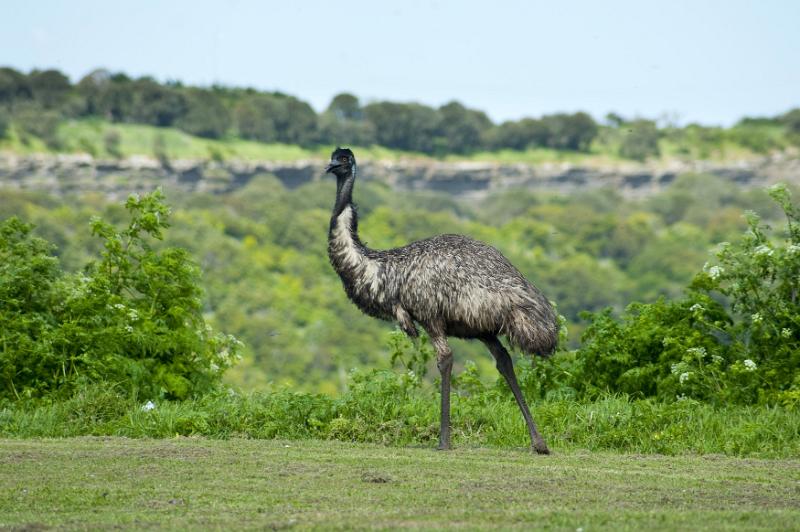 Free Stock Photo: A single, wild Australian emu walking on the grass fairway of a golf course.