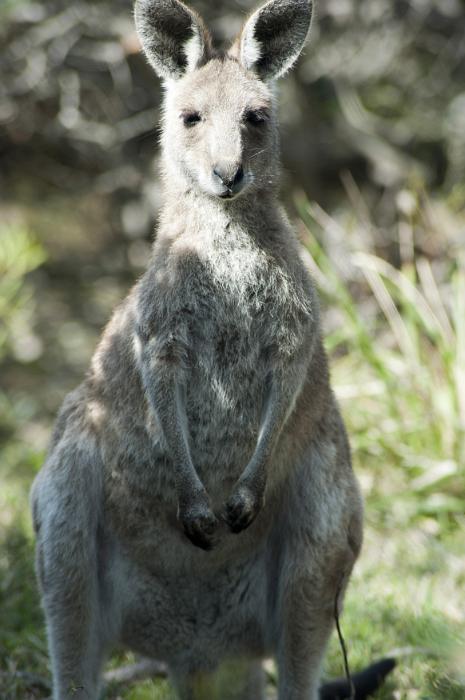 Free Stock Photo: A portrait of a cute wild grey kangaroo with ears standing and facing towards the camera.