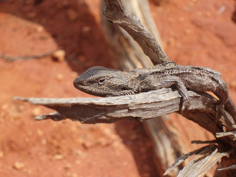 Free Stock Photo: Lizard clinging to a dried tree branch sunning itself in the sun to raise its body temperature, close up side view of the head and upper body