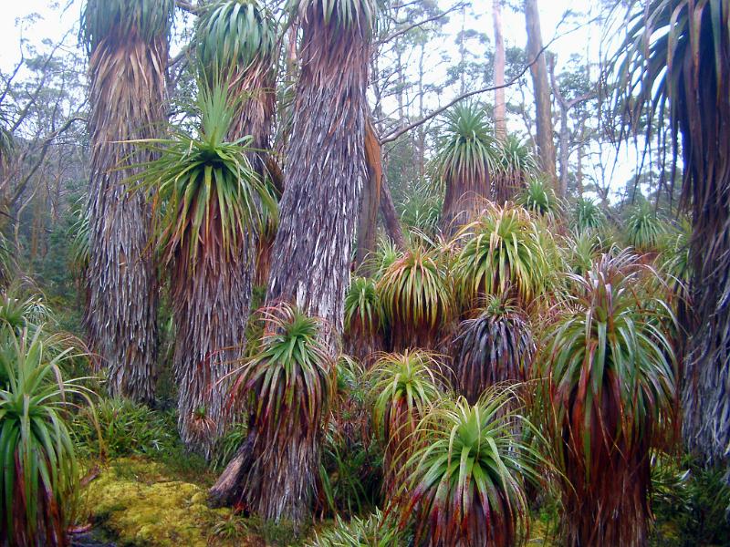 Free Stock Photo: cold climate rainforest plants in tasmania, australia