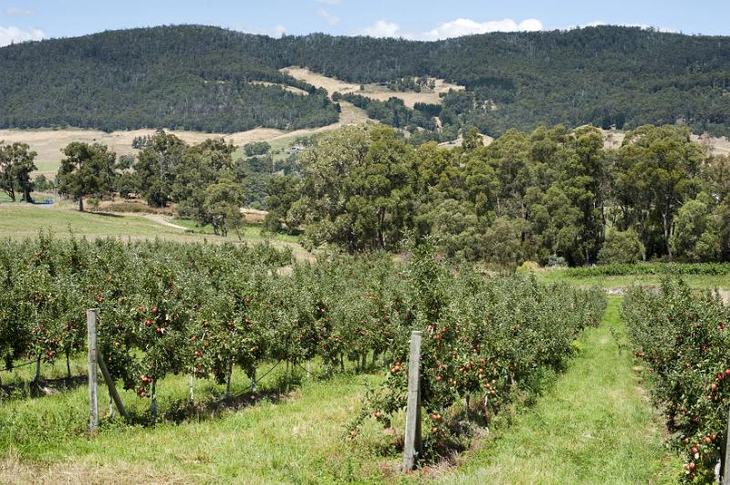Free Stock Photo: Rows of apple trees on a lush farming property in the rolling green hills of Tasmania, Australia.