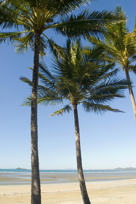 Free Stock Photo: A classic tropical scene of an empty beach and palm trees on a clear blue summer day in Australia.