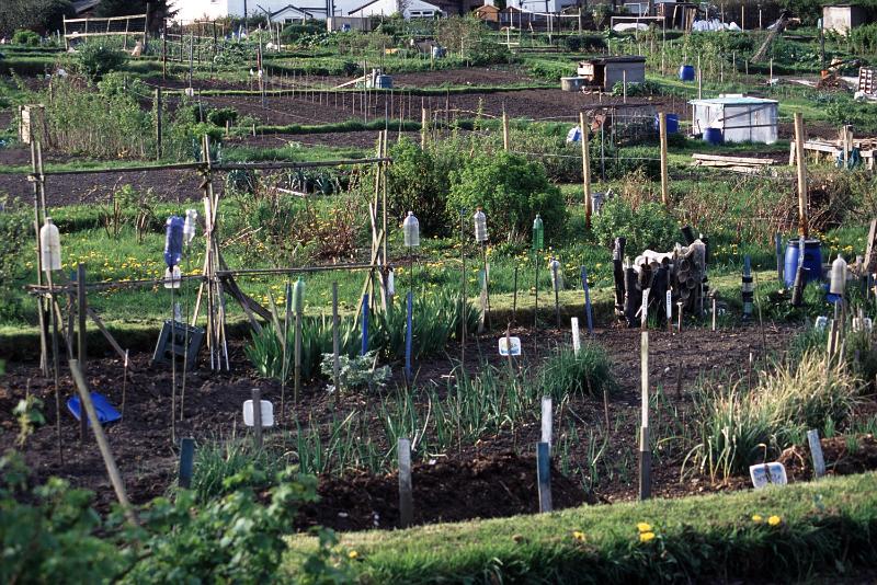 Free Stock Photo: The nation of gardners: View over a communal plot with individual allotments for growing flowers and vegetables in England